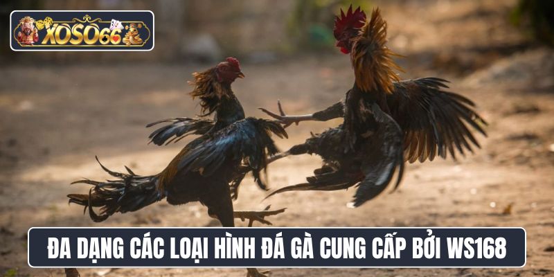 Đa dạng các loại hình đá gà cung cấp bởi WS168