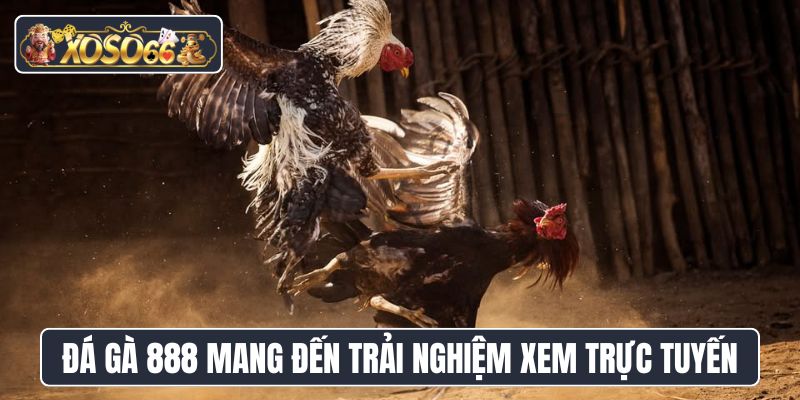 Đá gà 888 mang đến trải nghiệm xem trực tuyến tiện lợi