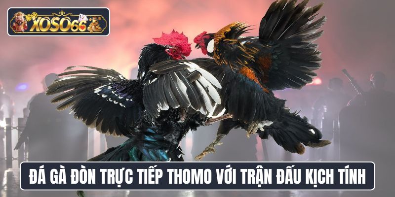 Đá gà đòn trực tiếp Thomo với các trận đấu kịch tính