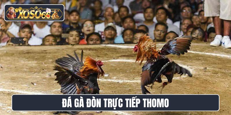 Đá gà đòn trực tiếp Thomo