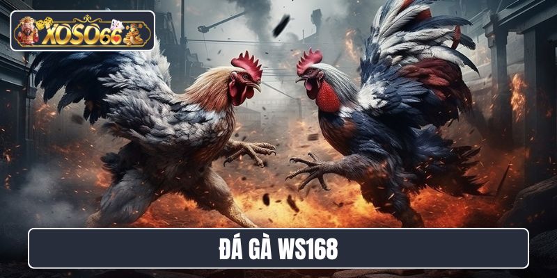 Đá gà WS168