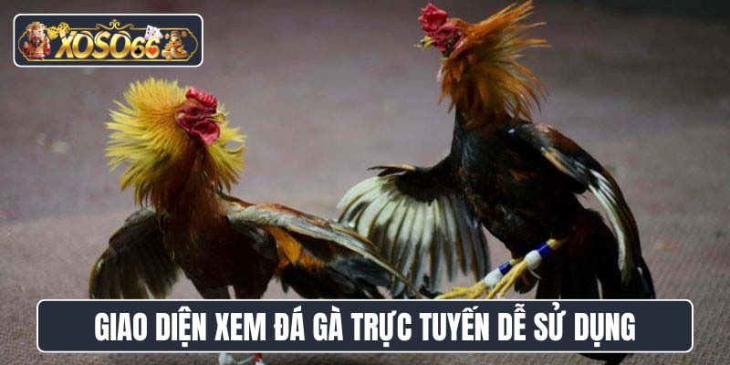 Giao diện xem đá gà trực tuyến dễ sử dụng