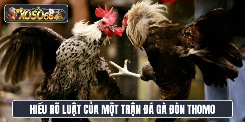 Hiểu rõ luật của một trận đá gà đòn Thomo