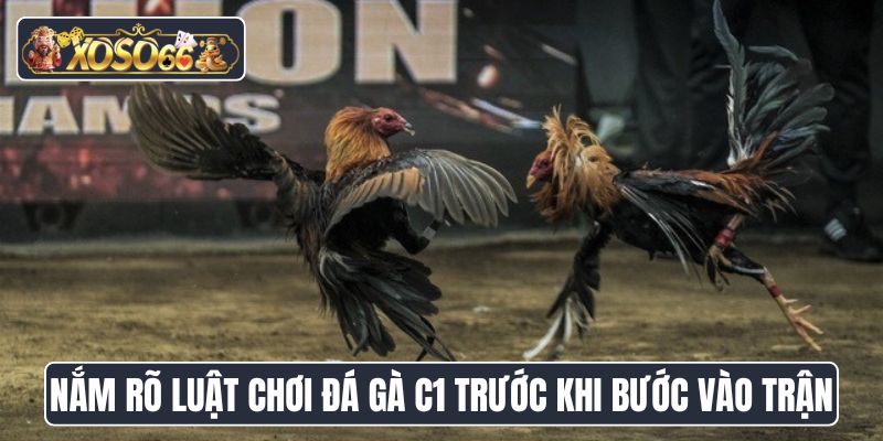 Nắm rõ luật chơi đá gà C1 trước khi bước vào trận