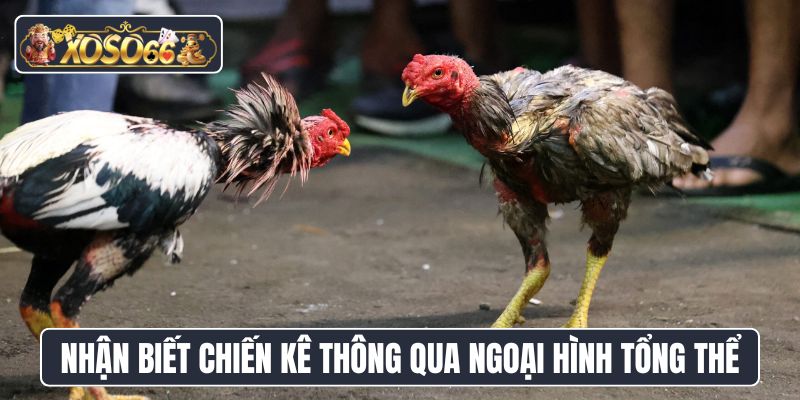 Nhận biết chiến kê thông qua ngoại hình tổng thể
