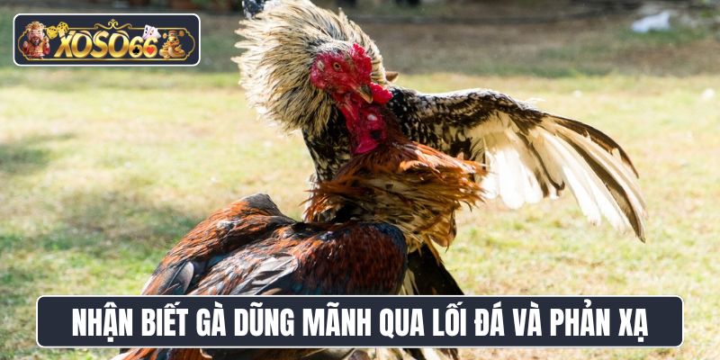 Nhận biết gà chiến dũng mãnh qua lối đá và phản xạ