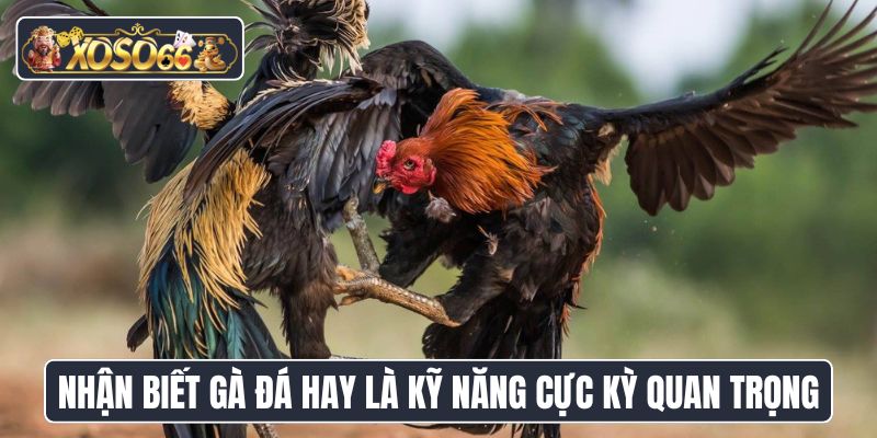 Nhận biết gà đá hay là kỹ năng cực kỳ quan trọng