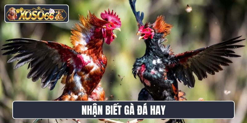 Nhận biết gà đá hay