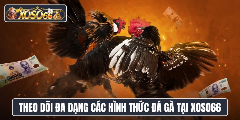 Theo dõi đa dạng các hình thức đá gà tại XoSo66