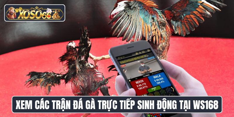 Xem các trận đá gà trực tiếp sinh động tại WS168